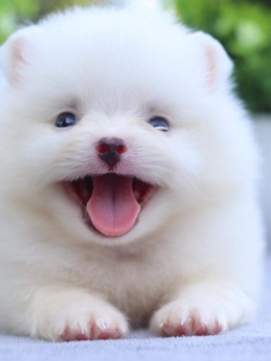 ปอมเมอเรเนียน เพศผู้