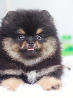 ปอมเมอเรเนียน เพศเมียสีแบล็คแทน