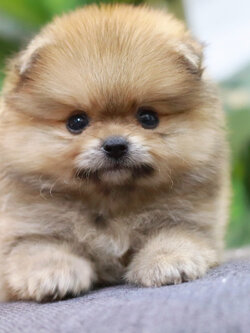 ปอมเมอเรเนียน เพศผู้