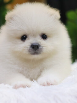 ปอมเมอเรเนียน เพศผู้ สีขาวครีม