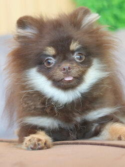 ปอมเมอเรเนียน เพศเมียสีช็อคแทน สามเดือนกว่า