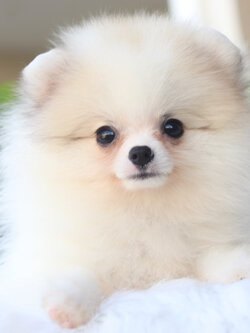 ปอมเมอเรเนียน เพศเมียสีแฟนซี