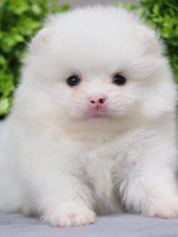 ปอมเมอเรเนียน เพศผู้