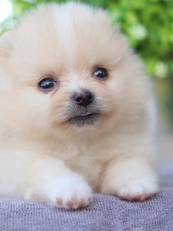 ปอมเมอเรเนียน เพศเมีย