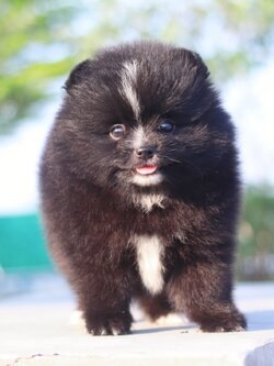 ปอมเมอเรเนียน เพศผู้ สีดำ