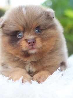 ปอมเมอเรเนียน เพศผู้ สีช็อคโกแลต&เมอร์เร่