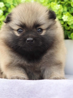 ปอมเมอเรเนียน เพศเมีย