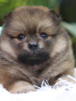 ปอมเมอเรเนียน เพศเมีย ไซส์ปกติ