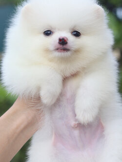 ปอมเมอเรเนียน เพศผู้ สีขาว