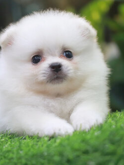 ปอมเมอเรเนียน เพศเมีย ขาวครีม ขนแน่น