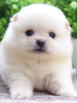 ปอมเมอเรเนียน เพศเมีย