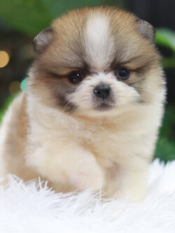 ปอมเมอเรเนียน เพศผู้ สีแฟนซี ไซส์เล็ก