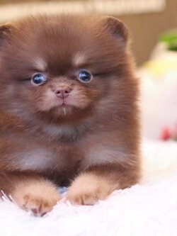 ปอมเมอเรเนียน เพศเมียสีช็อคแทน