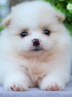 ปอมเมอเรเนียน เพศผู้