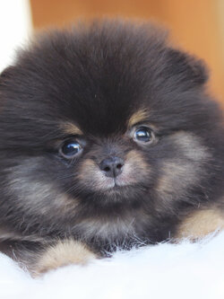 ปอมเมอเรเนียน เพศผู้ แบล็คแทน