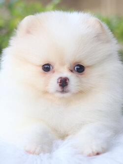 ปอมเมอเรเนียน เพศเมียสีขาวครีม