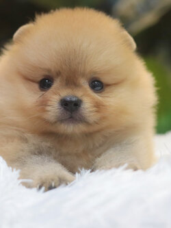 ปอมเมอเรเนียน เพศผู้ สีส้ม