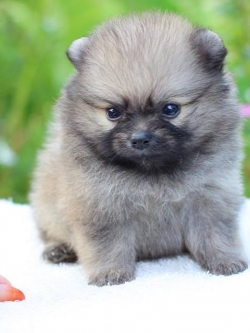 ปอมเมอเรเนียน เพศเมีย