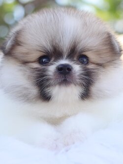 ปอมเมอเรเนียน เพศเมียสีแฟนซี