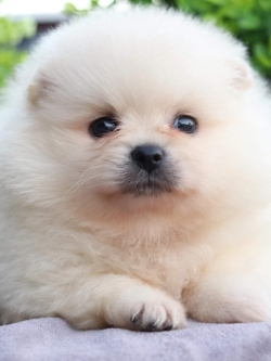 ปอมเมอเรเนียน เพศเมีย