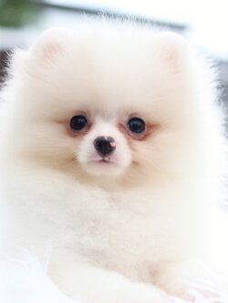 ปอมเมอเรเนียน เพศเมียสีขาวครีม