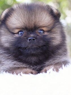 ปอมเมอเรเนียน เพศผู้ สีน้ำตาล