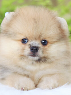 ปอมเมอเรเนียน เพศเมียสีส้ม