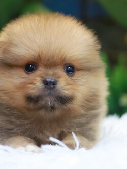 ปอมเมอเรเนียน เพศผู้ สีส้มเซเบิ้ล