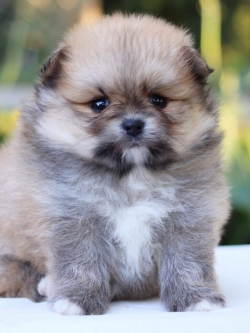 ปอมเมอเรเนียน เพศผู้