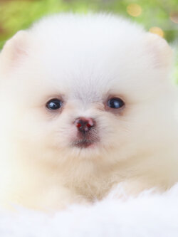 ปอมเมอเรเนียน เพศผู้สีขาวครีม