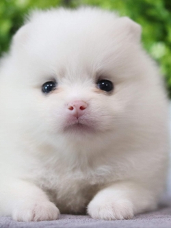 ปอมเมอเรเนียน เพศเมีย