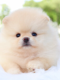 ปอมเมอเรเนียน เพศผู้สีครีม เกรดโชว์