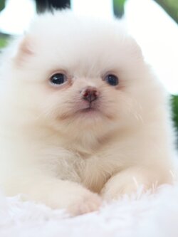 ปอมเมอเรเนียน เพศเมียสีขาวครีม