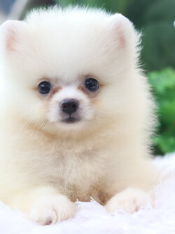 ปอมเมอเรเนียน เพศผู้ขาวครีม