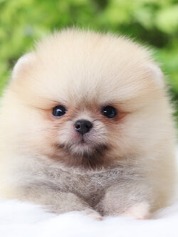 ปอมเมอเรเนียน เพศผู้สีส้ม เกรดโชว์