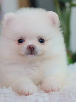 ปอมเมอเรเนียน เพศผู้สีขาวขนแน่นๆ