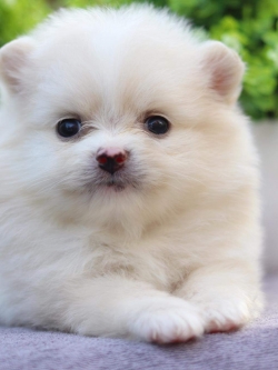 ปอมเมอเรเนียน เพศเมีย