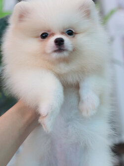 ปอมเมอเรเนียน เพศเมียสีขาว