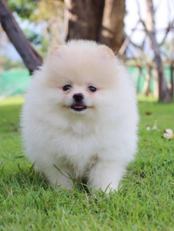 (หลุดจอง)ปอมเพศผู้ ขนแน่น