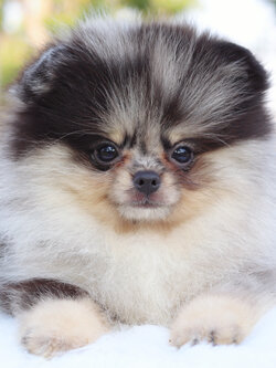 ปอมเมอเรเนียน เพศผู้ สีเมอร์เร่