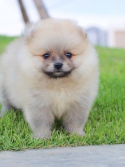 ปอมเมอเรเนียน เพศผู้