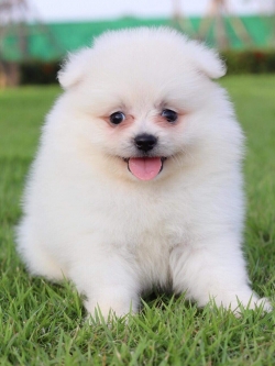 ปอมเมอเรเนียน เพศเมีย