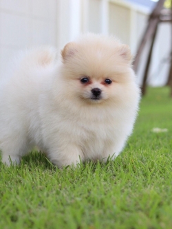 ปอมเมอเรเนียน เพศเมีย