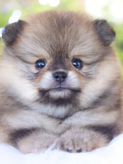 ปอมเมอเรเนียน เพศผู้ สีส้ม เซเบิ้ล