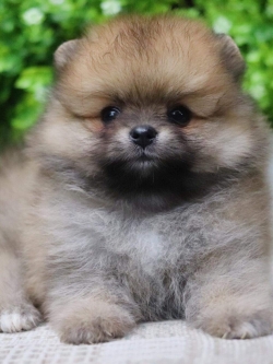 ปอมเมอเรเนียน เพศผู้