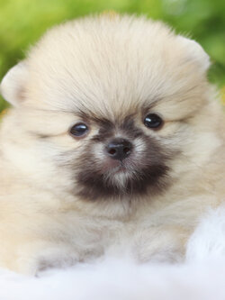 ปอมเมอเรเนียน เพศเมียสีส้ม