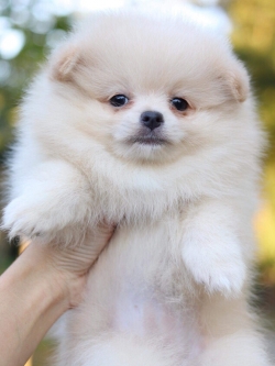 ปอมเมอเรเนียน เพศเมีย