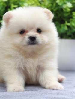 ปอมเมอเรเนียน เพศผู้