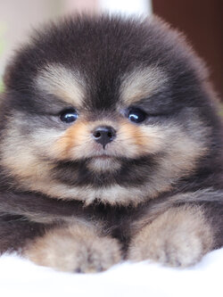 ปอมเมอเรเนียน เพศผู้ สีแบล็คแทน เกรดโชว์