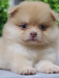 ปอมเมอเรเนียน เพศผู้